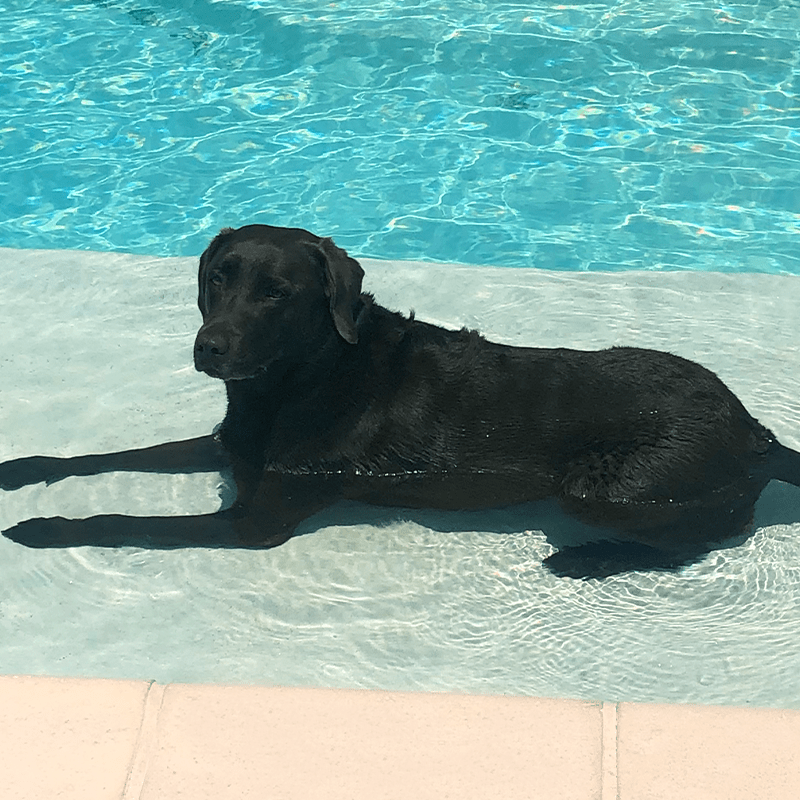pet ledge albany rectangle spa for sale
